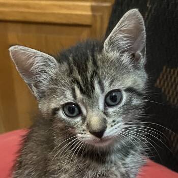 Rescue Domestic Short Hair Cats for Adoption in Cumming, Georgia - Ana | PetCurious