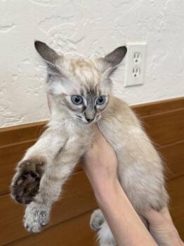 Whisper ( CG ) -  Siamese and Domestic Long Hair Cat for Adoption in Napa, California - Whisper ( CG ) | PetCurious