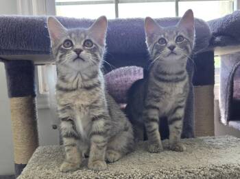 Cupcake & Pudding -  Tabby Cat for Adoption in Mount Clemens, Michigan - Cupcake & Pudding | PetCurious