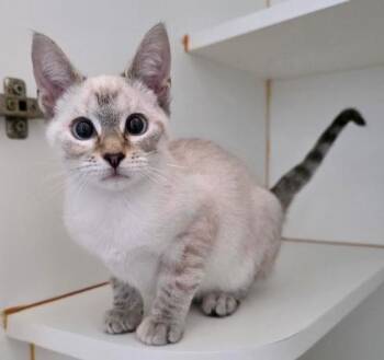 Siamese Cats Available for Adoption - Princess Padme Amidala | PetCurious