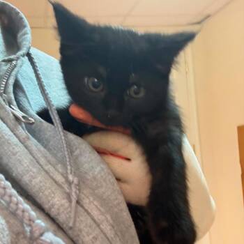 Sticky -  Domestic Short Hair Cat for Adoption in Winchester, Virginia - Sticky | PetCurious