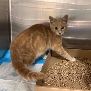 Zipper -  Domestic Short Hair Cat for Adoption in Newark, New Jersey - Zipper | PetCurious