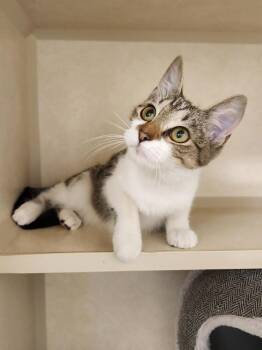 Rosemary -  Domestic Short Hair Cat for Adoption in Elmsford, New York - Rosemary | PetCurious