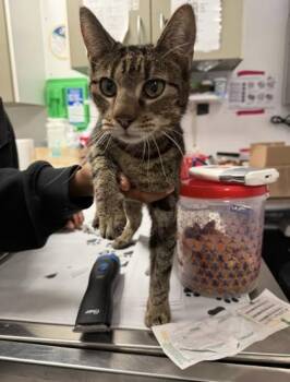 Domestic Short Hair Cats Available for Adoption - Marlow | PetCurious