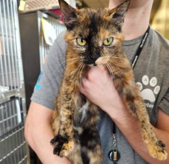 Domestic Short Hair Cats Available for Adoption in Minneapolis, Minnesota - THUMBELINA | PetCurious