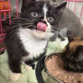 Rescue Domestic Short Hair Cats for Adoption in Fredericton, New Brunswick - Elizabeth | PetCurious