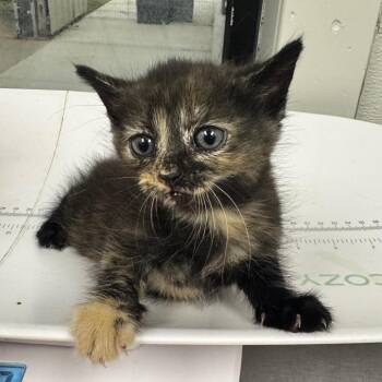 Nemsie -  Domestic Short Hair Cat for Adoption in Columbiana, Alabama - Nemsie | PetCurious