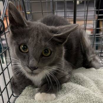 110898 -  Domestic Short Hair Cat for Adoption in Las Cruces, New Mexico - 110898 | PetCurious