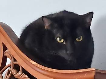 Rescue American Shorthair Cats for Adoption in Magnolia, Texas - Spooky | PetCurious