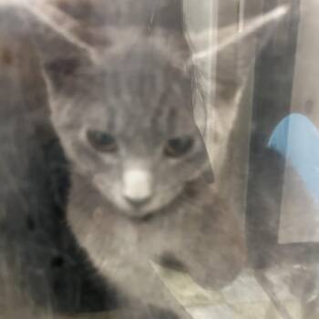 Hashbrown -  Domestic Short Hair Cat for Adoption in Philadelphia, Pennsylvania - Hashbrown | PetCurious
