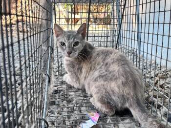 FOOTHILL 8 -  Domestic Short Hair Cat for Adoption in Rancho Cucamonga, California - FOOTHILL 8 | PetCurious