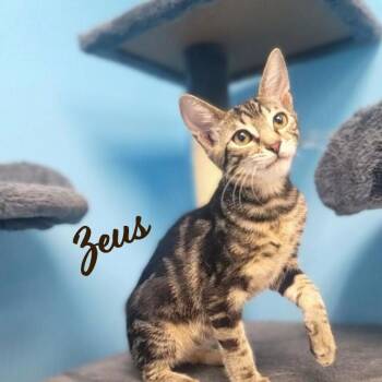 Zeus #brother-of-Puddles -  Tabby Cat for Adoption in Houston, Texas - Zeus #brother-of-Puddles | PetCurious