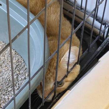 Detroit -  Domestic Short Hair Cat for Adoption in Cleveland, Mississippi - Detroit | PetCurious