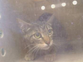 A922581 -  Domestic Short Hair Cat for Adoption in Sacramento, California - A922581 | PetCurious