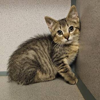 Cornmeal -  Domestic Short Hair Cat for Adoption in Cedar Rapids, Iowa - Cornmeal | PetCurious