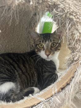 Kevin -  Domestic Medium Hair Cat for Adoption in Corpus Christi, Texas - Kevin | PetCurious