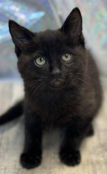 Domestic Short Hair Cats Available for Adoption in Shreveport, Louisiana - Coal | PetCurious