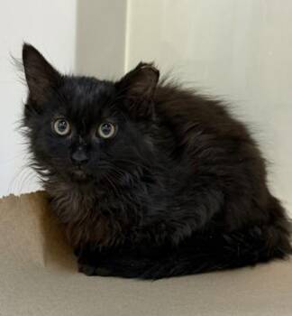 Alfie -  Domestic Short Hair Cat for Adoption in Bellevue, Washington - Alfie | PetCurious