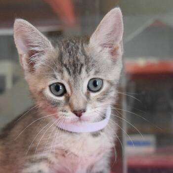 Mabel -  Domestic Short Hair Cat for Adoption in Bulverde, Texas - Mabel | PetCurious