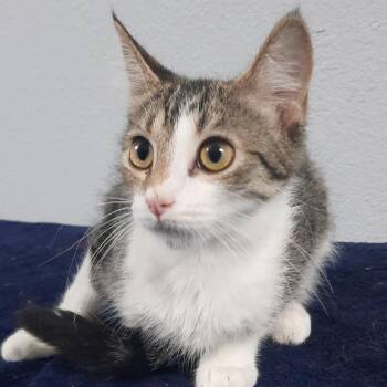 Sunshine -  Domestic Short Hair Cat for Adoption in Casa Grande, Arizona - Sunshine | PetCurious