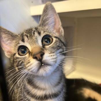 Rosemary -  Domestic Short Hair Cat for Adoption in Albert Lea, Minnesota - Rosemary | PetCurious