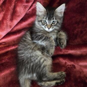 Rescue Domestic Medium Hair Cats for Adoption in Vine Grove, Kentucky - Sapphire | PetCurious