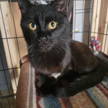 Domestic Medium Hair Cats Available for Adoption in Reeseville, Wisconsin - Trixie | PetCurious