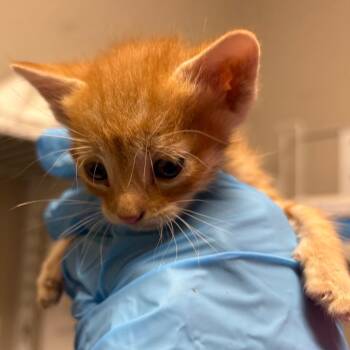Praying Mantis -  Domestic Short Hair Cat for Adoption in Yuma, Arizona - Praying Mantis | PetCurious