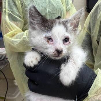 Gengar (purple) -  Domestic Short Hair Cat for Adoption in Winston-salem, North Carolina - Gengar (purple) | PetCurious