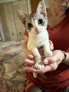 Rescue Tabby Cats for Adoption in Deltona, Florida - Jocko | PetCurious