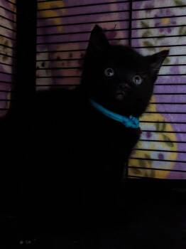 Domestic Short Hair Cats Available for Adoption - Bagel | PetCurious
