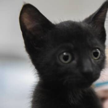 Porsche -  Domestic Short Hair Cat for Adoption in Redwood City, California - Porsche | PetCurious