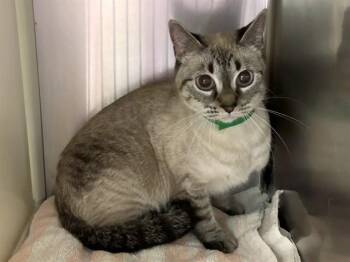 POPPY -  Domestic Short Hair Cat for Adoption in Colorado Springs, Colorado - POPPY | PetCurious