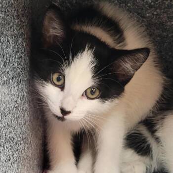 Flounder -  Domestic Short Hair Cat for Adoption in Salt Lake City, Utah - Flounder | PetCurious