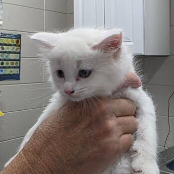 Coconut -  Domestic Medium Hair Cat for Adoption in Huntsville, Alabama - Coconut | PetCurious