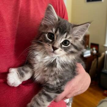 Boots -  Domestic Long Hair Cat for Adoption in Winchester, Virginia - Boots | PetCurious
