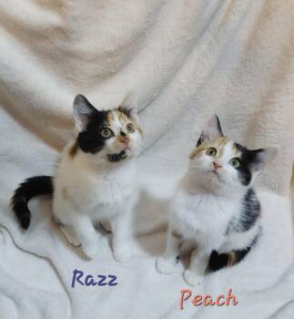 Razz and Peach -  Calico Cat for Adoption in Hanson, Massachusetts - Razz And Peach | PetCurious
