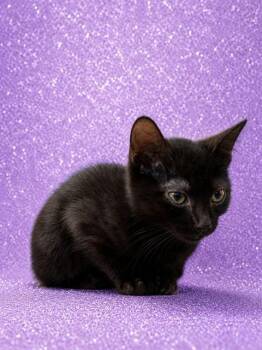 WILLY MOSCOE -  Domestic Short Hair Cat for Adoption in Jacksonville, Florida - WILLY MOSCOE | PetCurious
