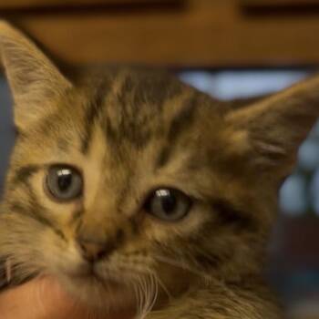 Kitten 2 -  Domestic Medium Hair Cat Available for Adoption in Midland, Texas - Kitten 2 | PetCurious