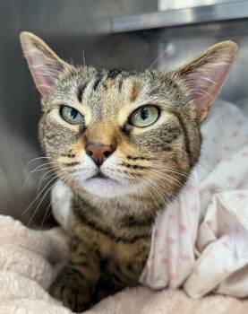 Domestic Short Hair Cats Available for Adoption - Leah | PetCurious