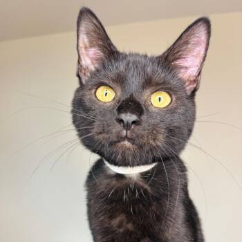 Tracy Partridge -  Domestic Short Hair Cat for Adoption in Woodbury, New Jersey - Tracy Partridge | PetCurious