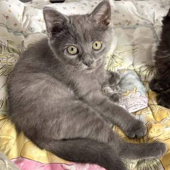 Kili - A Little Adventurer -  Domestic Short Hair Cat for Adoption in Hamilton, Ontario - Kili - A Little Adventurer | PetCurious
