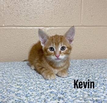 Domestic Short Hair Cats Available for Adoption in Clearfield, Kentucky - Kevin | PetCurious