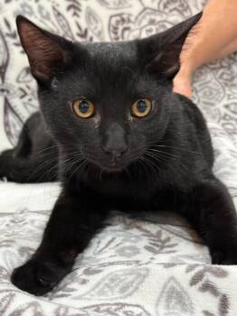 Olaf -  Domestic Short Hair Cat for Adoption in Vacaville, California - Olaf | PetCurious