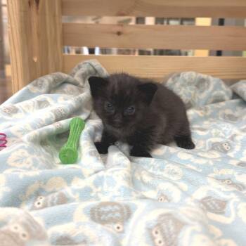 Flopsy -  Domestic Short Hair Cat for Adoption in Lynchburg, Virginia - Flopsy | PetCurious