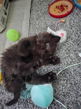 Honey Boy -  Domestic Short Hair Cat for Adoption in Cloquet, Minnesota - Honey Boy | PetCurious