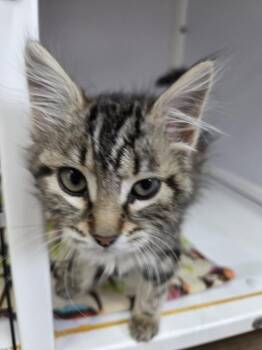 Evie -  Domestic Long Hair Cat for Adoption in Salmon, Idaho - Evie | PetCurious