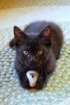 Neptune -  Bombay and Domestic Medium Hair Cat for Adoption in Urbana, Ohio - Neptune | PetCurious