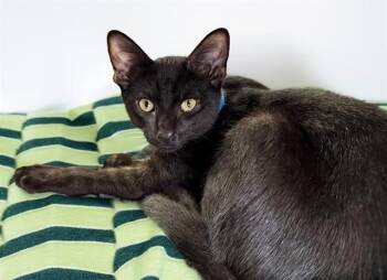 DREW -  Domestic Short Hair Cat for Adoption in Fort Lauderdale, Florida - DREW | PetCurious