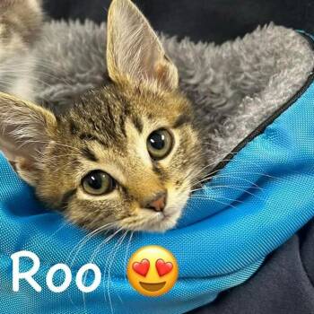 Roo -  Domestic Short Hair Cat for Adoption in Carmel, Indiana - Roo | PetCurious